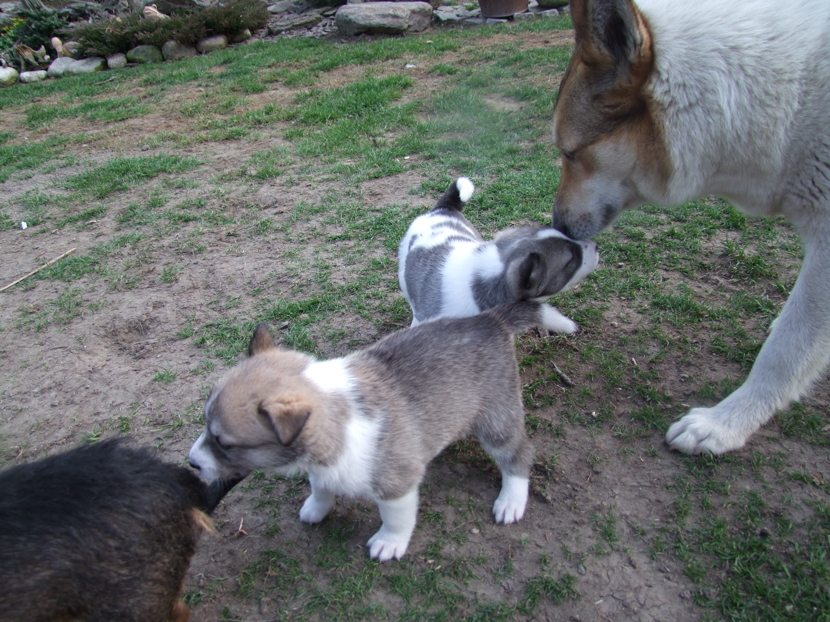 Dolly, Dasha a Cammila